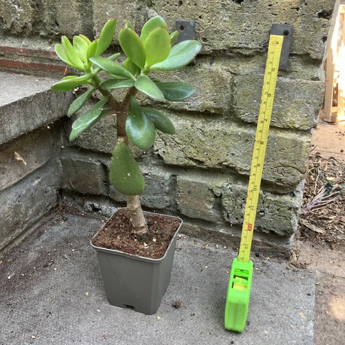 25cm jade money plant - 25cm,
