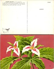 Postcard - Painted Trillium