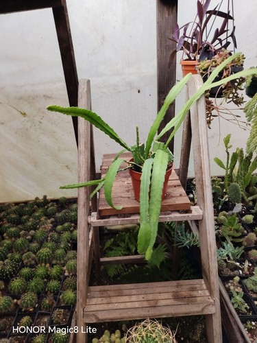 Epiphyllum red tip plant - tip,