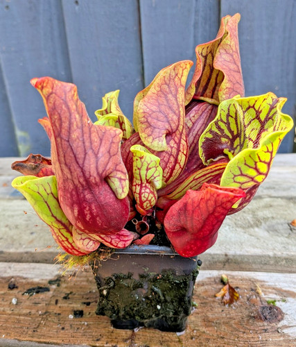 Sarracenia purpurea montana