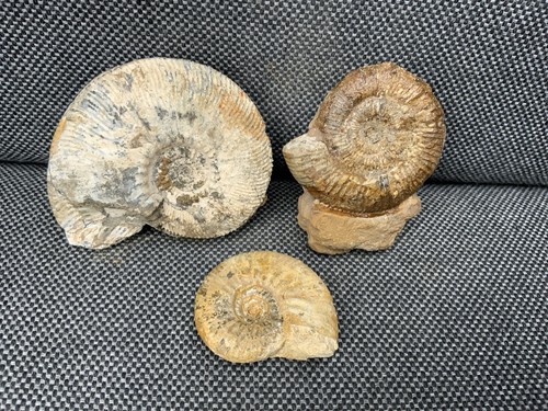 Unidentified species - unidentified,