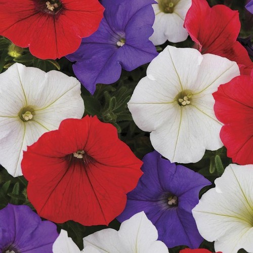 Red white purple mix - white,