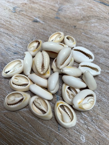 Cowrie shells seashells - cowrie,