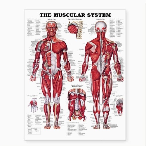 The muscular system anatomical - muscular,