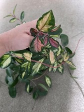 Hoya Carnosa 'Krimson Princess' Fresh Unrooted Cutting