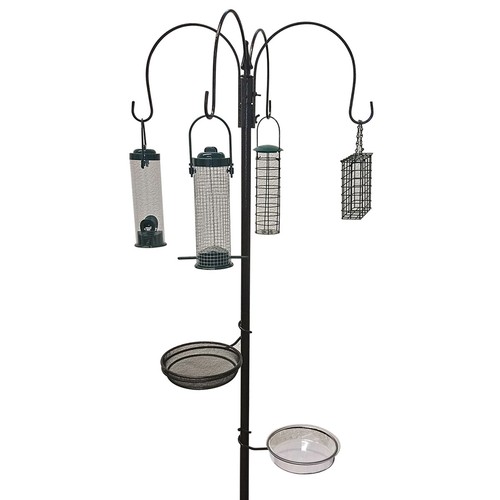 Wild bird feeding - bird,