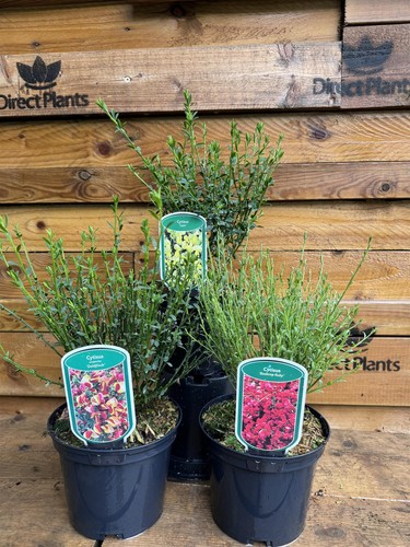 Mixed large cytisus - 2,