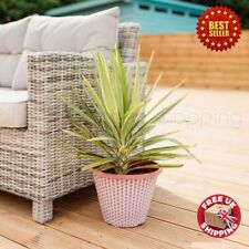 Large 3 - 4 ft tall Patio