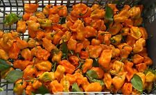 BHUT JOLOKIA ORANGE CHILLI 20