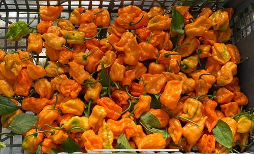 Bhut jolokia orange chilli - bhut,