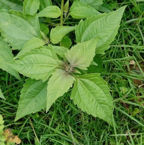 30g dream herb - dream, herb,