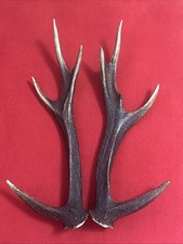 PAIR OF FANCY SIKA DEER ANTLERS 480g.   approx. 35/35,5cm.