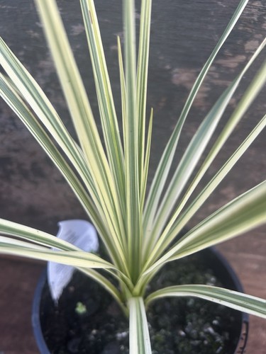Cordyline australis lime - cordyline,