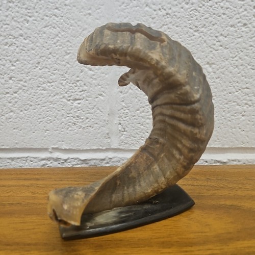 Vintage mounted ram - horn, 15cm