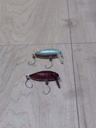 Tackle house elfin - rc, cicada