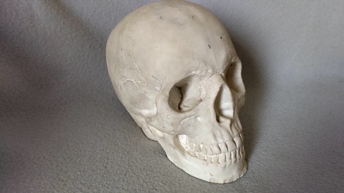 Vintage human skull replica - vintage,