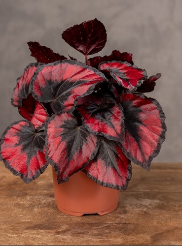 Begonia red kiss houseplant - red, in