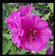 Lavatera Mallow Red Rum Compact Grower Plant Perennial Shrub 1 x 1 Litre Pot