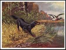 GORDON SETTER & DUCK IN FLIGHT