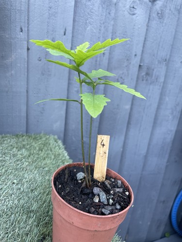 English oak tree - english,