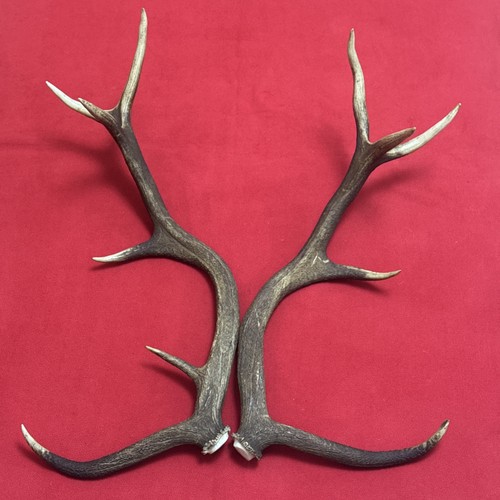 Pair red deer antlers - red,
