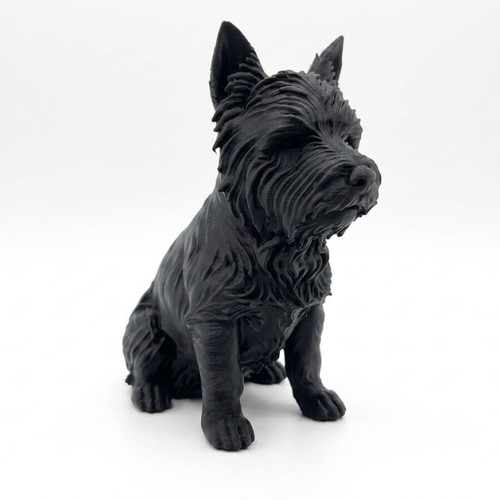 West highland terrier dog - west,