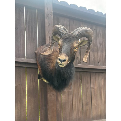 Beautiful taxidermy black - taxidermy,