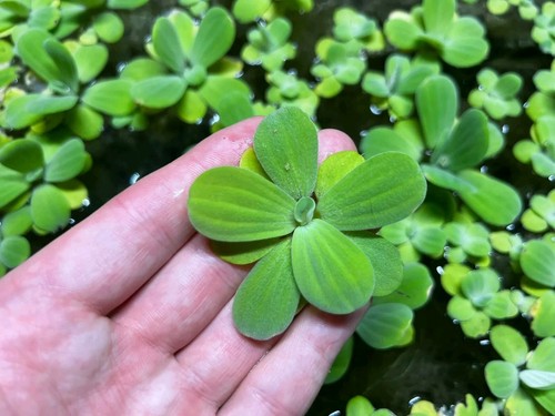 Dwarf water lettuce - 3,