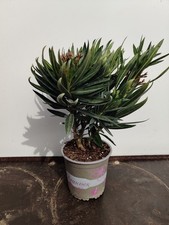 Nerium oleander evergreen - nerium, 'oleander'