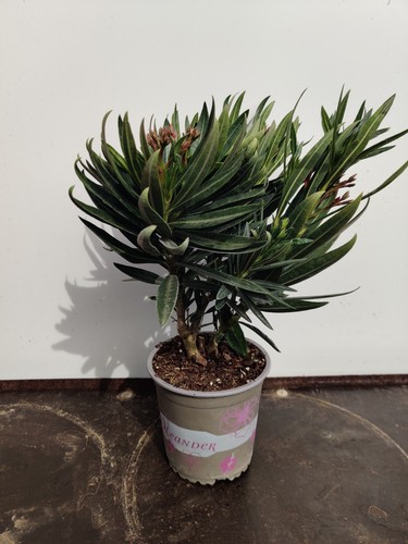 Nerium oleander evergreen - 'oleander',