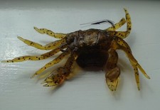 Shore, Coastal, Rocky areas, Peeler crab lures. Pollock, Wrasse, Coalies, Cod,