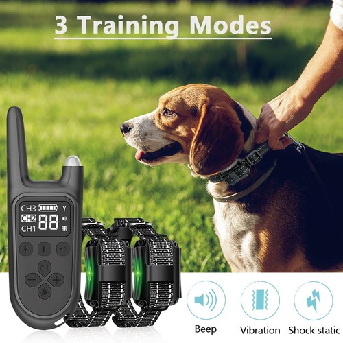 Electric shock dog - shock,