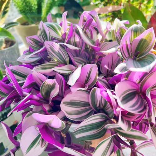Unrooted tradescantia nanouk - unrooted,