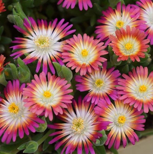 Delosperma plug plants