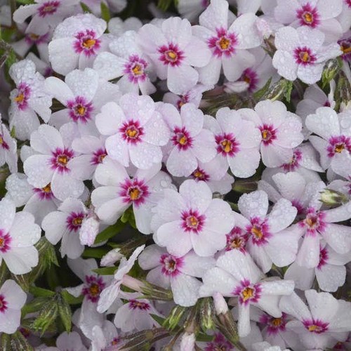 Phlox subulata coral - phlox,