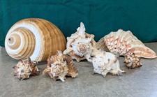 7 Various Sea Shells - 1 Tonna