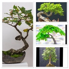 Ancient english oak years - oak,