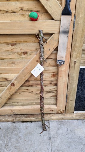 Twisted twisty wood birch - twisted,