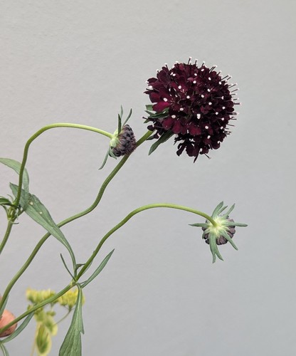 Scabiosa black night - 'black, night'