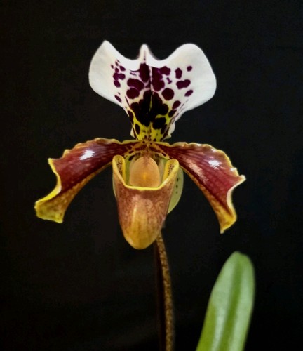 Paphiopedilum american hybrid - paphiopedilum,