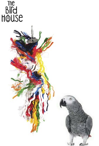 Happy pet parrot plucker - happy,
