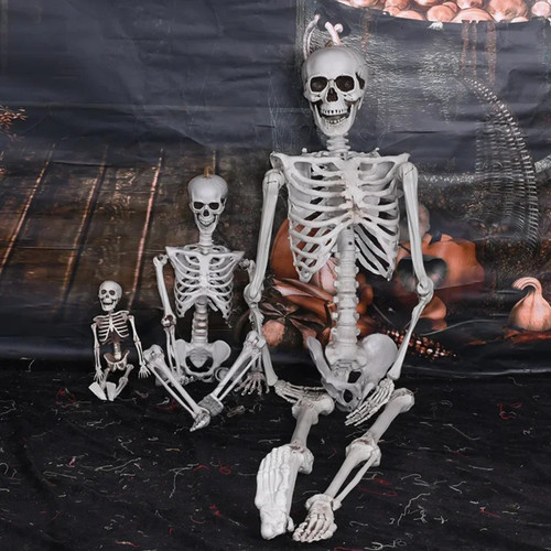 Full life size - human, skeleton