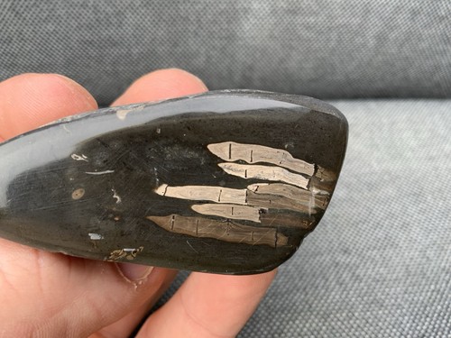 Rare fossil fish - fish, bones