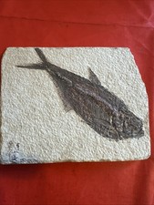 Fossil Knightia Fish 48