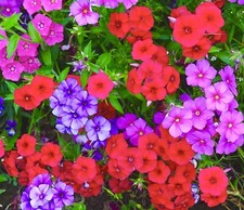 420x Phlox Drumondii Dwarf Beauty Mixed Seeds - Flower