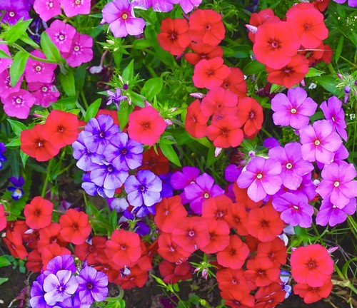 420x phlox drumondii - phlox,