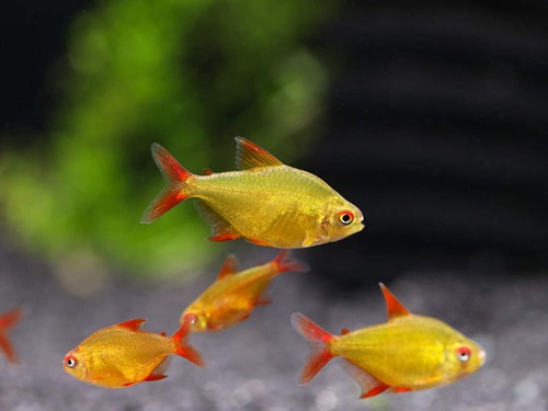 Muzel red cherry tetra - cherry,