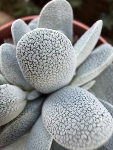 Crassula tecta rare succulent - tecta,