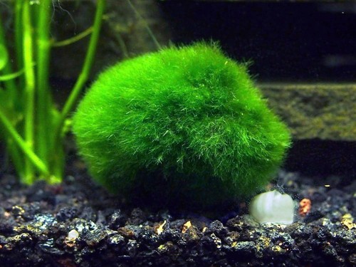 Giant marimo moss balls - moss,