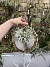 Tillandsia Caliginosa Rare